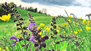 Blütenreiche Wiesen sind schön anzusehen und wertvoll. Der scharfe Hahnenfuss (im Hintergrund) ist zwar keine QII-Zeiger-Pflanze, aber beliebt bei Wildbienen. 