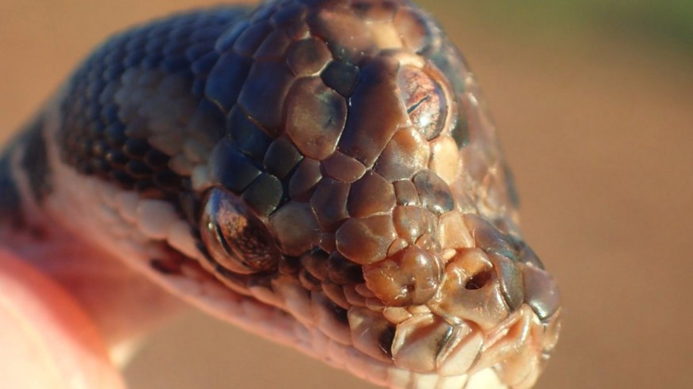 Missbildungen kommen bei Reptilien häufig vor.  (Bild Facebook/Northern Territory Parks and Wildlife)