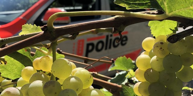 Die Kantonspolizei weisst im Voraus darauf hin, dass die Weinleser auf den Verkehr achten sollen. (Bild Kantonspolizei Wallis)