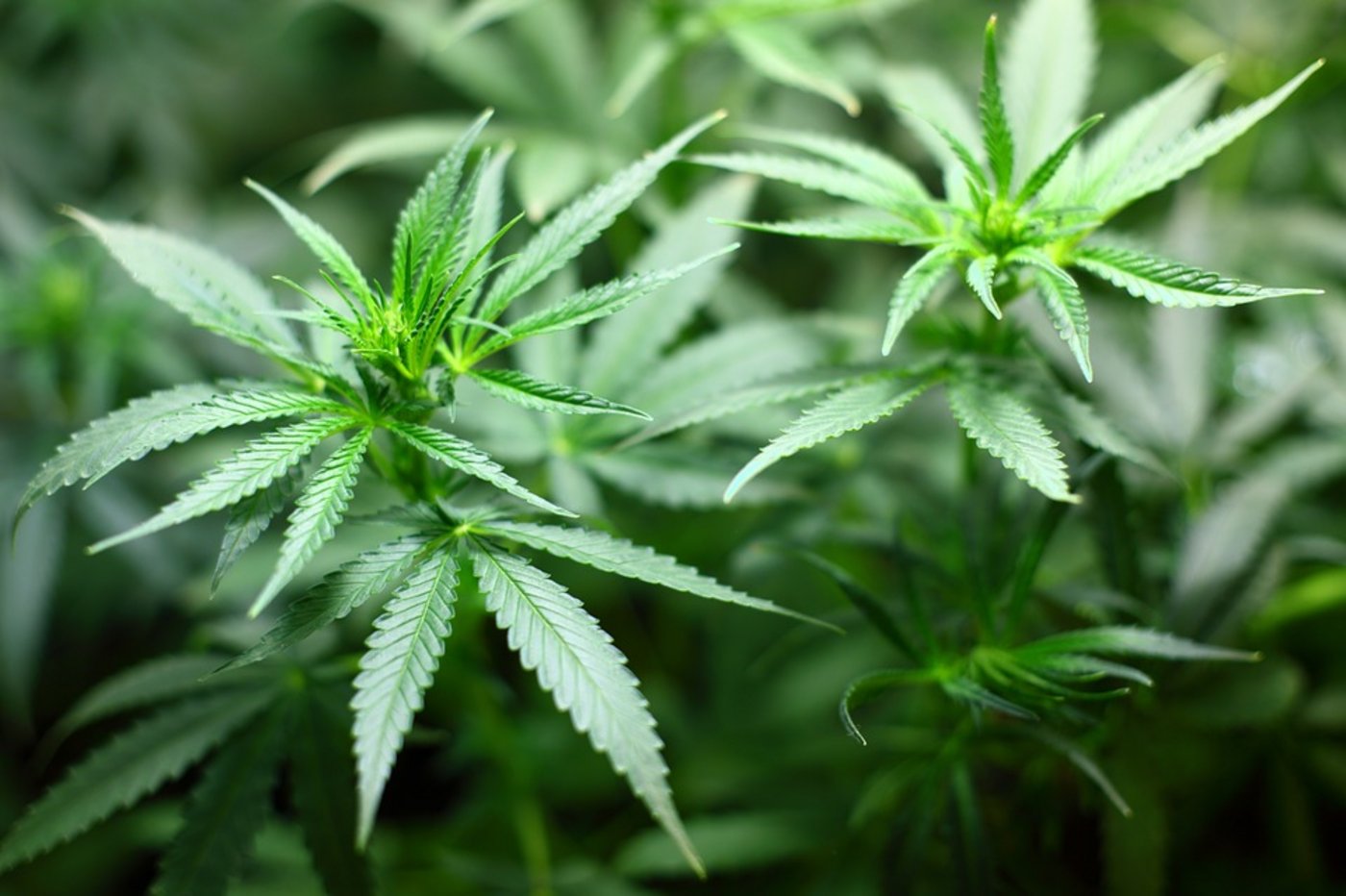Zu medizinischen Zwecken produziertes Cannabis erlebt zurzeit einen Boom. Dies wirkt sich auch auf das Potenzial der Produktion aus. (Bild/Pixabay)