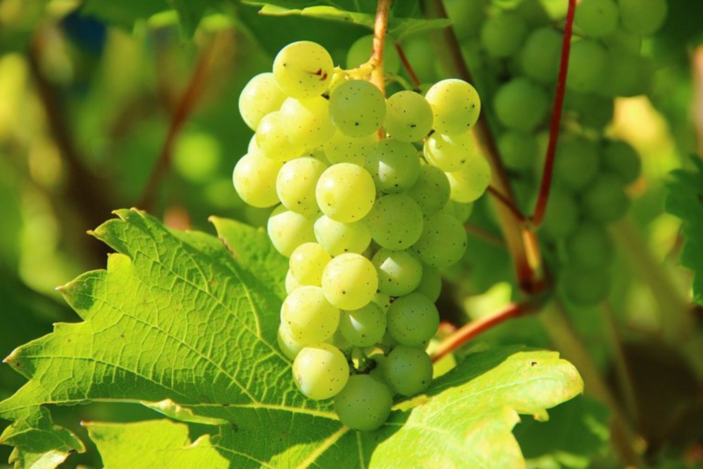 Wenig zu ernten, aber gute Qualität: So präsentiert sich die Basler Weinernte heuer. (Symbolbild pd)