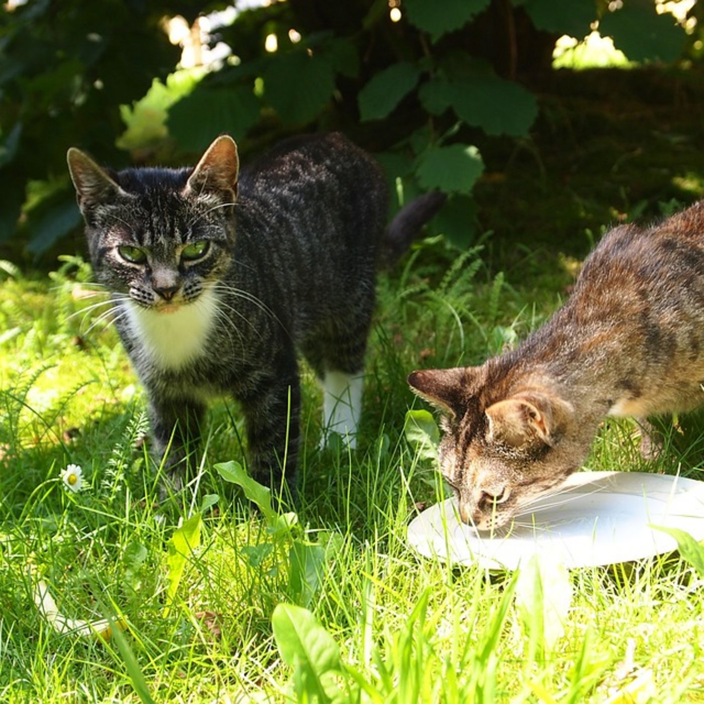 Egal wie die Meinung ist, sie trinken die Milch. (Bild Pixabay)