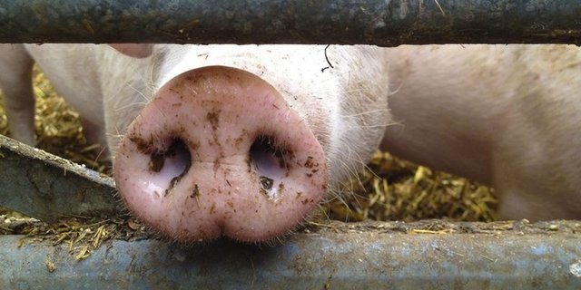 Gemäss Branchenkennern werden die Schweine vom Coop Naturafarm (CNf) Porc-Programm von IP-Suisse übernommen. (Bild Fotolia)