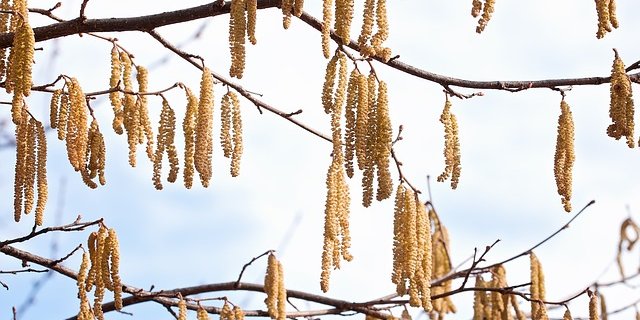 Die Hasel blüht als Erste, Erle und andere werden folgen. (Bild Pixabay) 