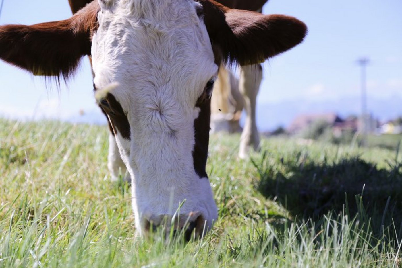 Künftig müssen Milchproduzenten mehr Anforderungen erfüllen. Dafür erhalten sie einen Zuschlag. (Bild lid/ji) 