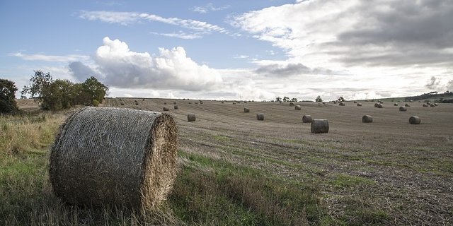 Auch die Landwirtschaft von Grosbritannien wurde vom heissen Sommer nicht verschont. (Symbolbild Pixabay)