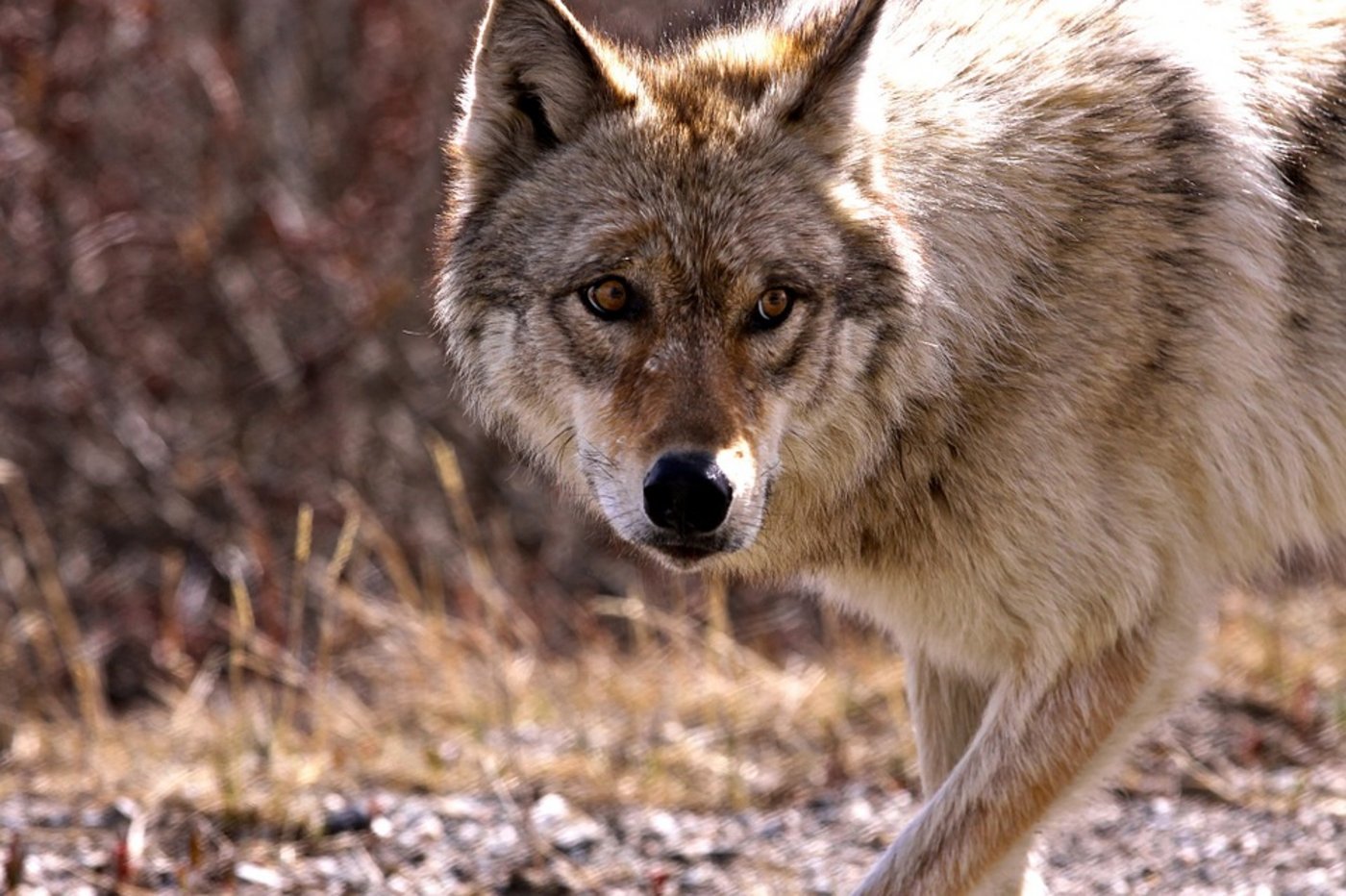 Anfangs letzte Woche wurde bekannt, dass in mehreren Kantonen Tiere gerissen wurden. Ob tatsächlich ein Wolf dahinter steckt, werden DNA-Ergebnisse, die in gut zwei Wochen vorliegen, zeigen. (Bild Pixabay)