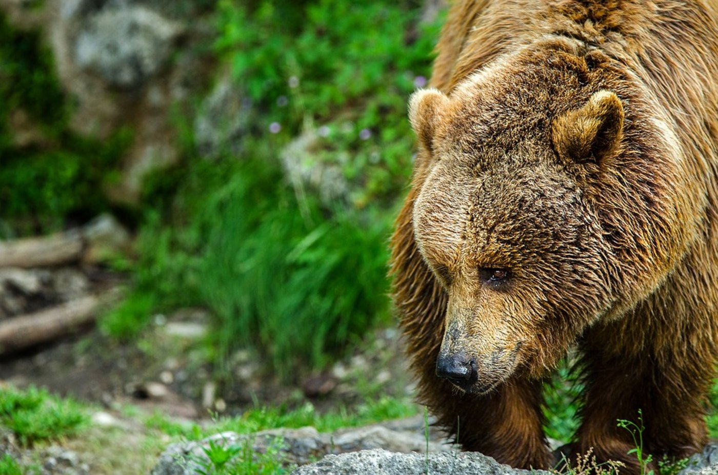 Im Kanton Bern gab es in den vergangenen Monaten bereits zwei Bärensichtungen: erstmals wurde das Berner Wappentier Ende Mai im Eriz oberhalb von Thun gesichtet, später am Sustenhorn oberhalb des Sustenpasses. (Symbolbild Pixabay)