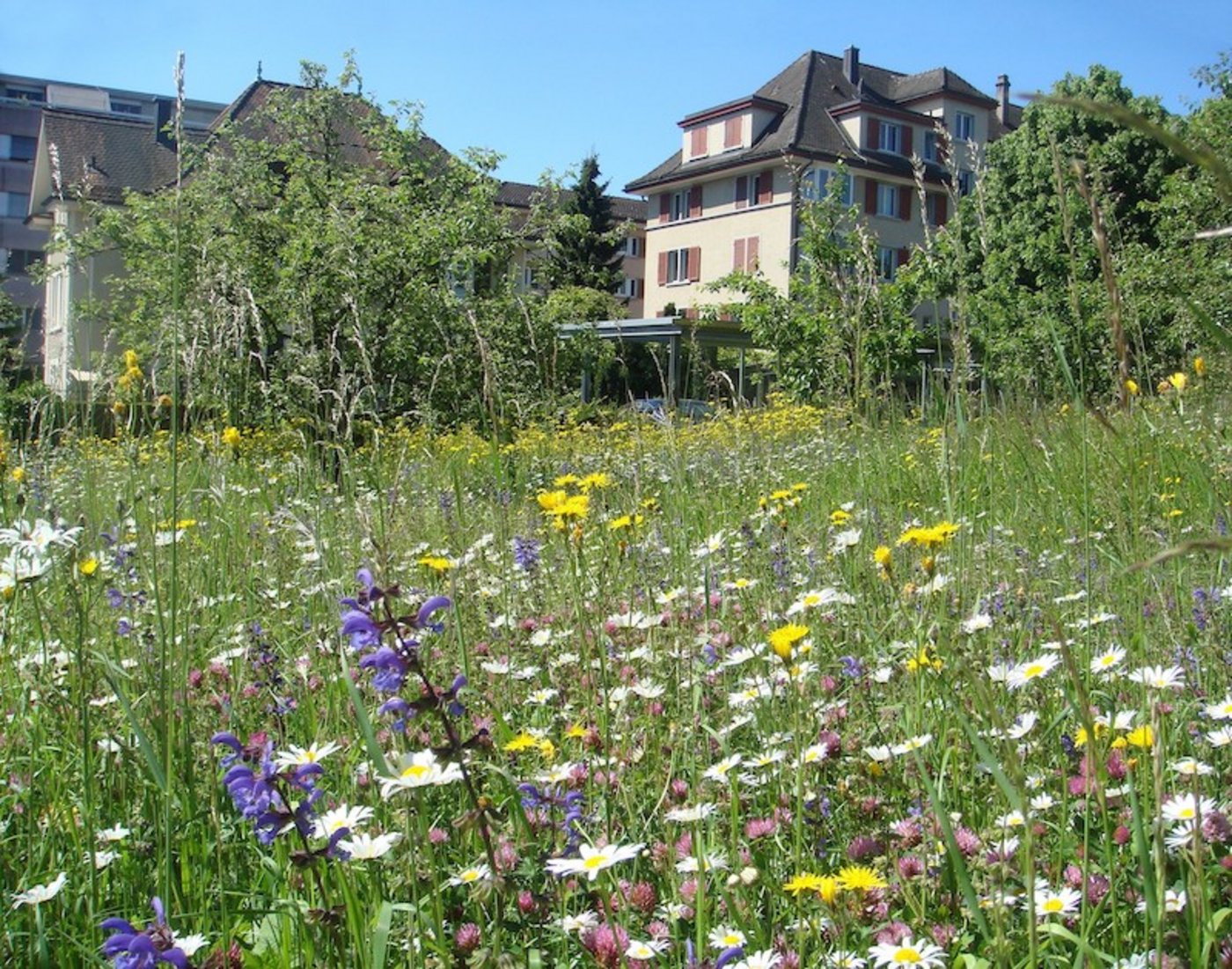 Blumen und einheimisches Grün statt Steinen, Thuja-Hecken und Golfrasen – das sieht schön aus und gibt nicht mehr zu tun. (Bild zVg)