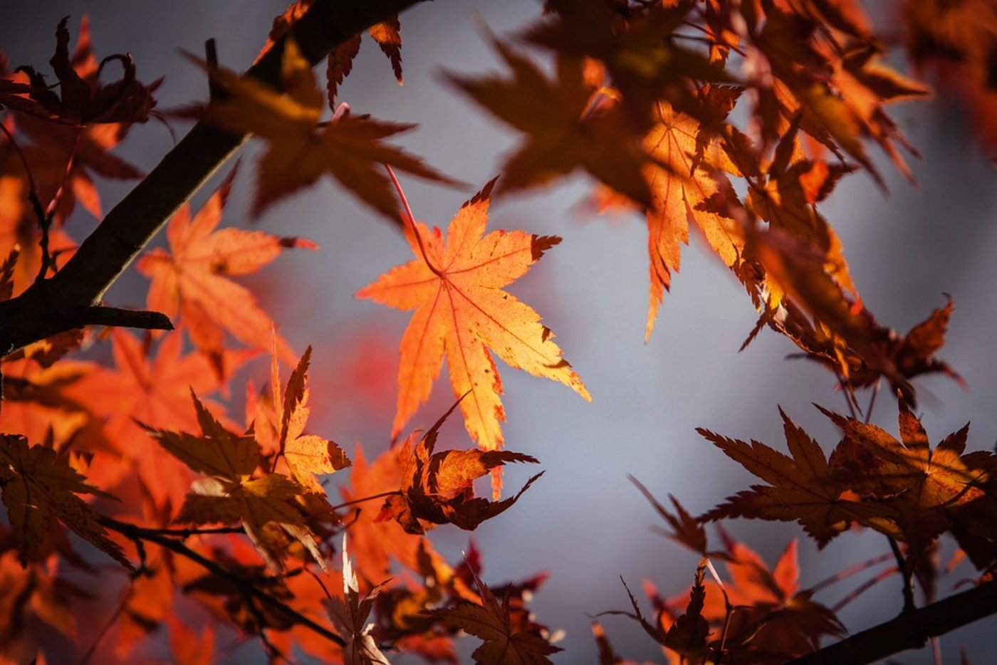 Der Oktober war wahrlich golden. (Symbolbild Pixabay)