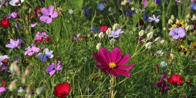 Die Hauptgründe für den Verlust von Biodiversität seien die übermässige Nutzung der natürlichen Ressourcen, der Klimawandel, die Verschmutzung der Umwelt sowie eingewanderte, gebietsfremde Arten. (Bild pixabay)
