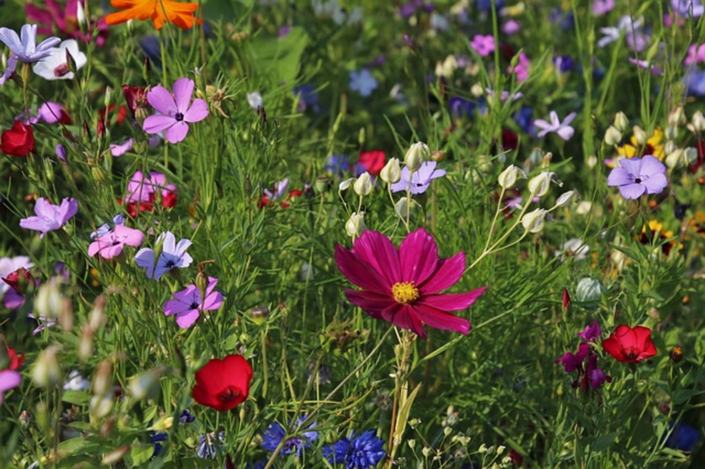 Die Hauptgründe für den Verlust von Biodiversität seien die übermässige Nutzung der natürlichen Ressourcen, der Klimawandel, die Verschmutzung der Umwelt sowie eingewanderte, gebietsfremde Arten. (Bild pixabay)