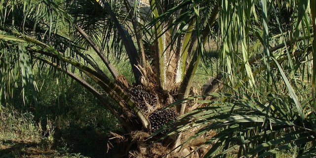 Auf der Agripalma-Plantage soll Knospe-Palmöl angebaut werden, dass nicht so nachhaltig wie gewünscht sei. (Bild Pixabay)