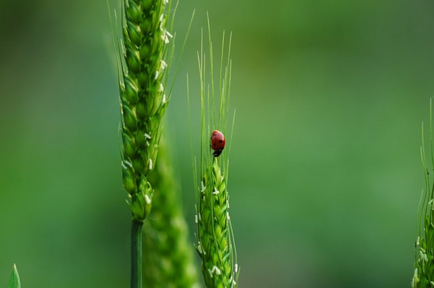 Der Mensch müsse für eine möglichst grosse Biodiversität sorgen, um sich die "Gratis-Dienstleistungen" der Natur nachhaltig zu sichern. (Symbolbild Pixabay)