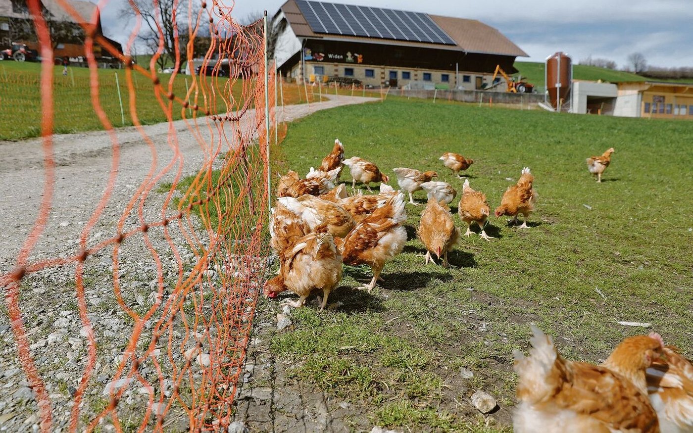 Diese Biopoulets geniessen ihren Weidegang sichtlich. Der fotografierte Betrieb produziert für Micarna.  