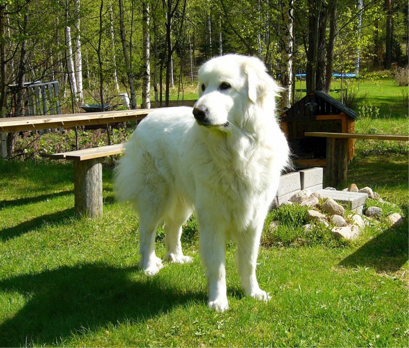 Herdenschutzhunde sollte man keinesfalls provozieren. (Bild lid)