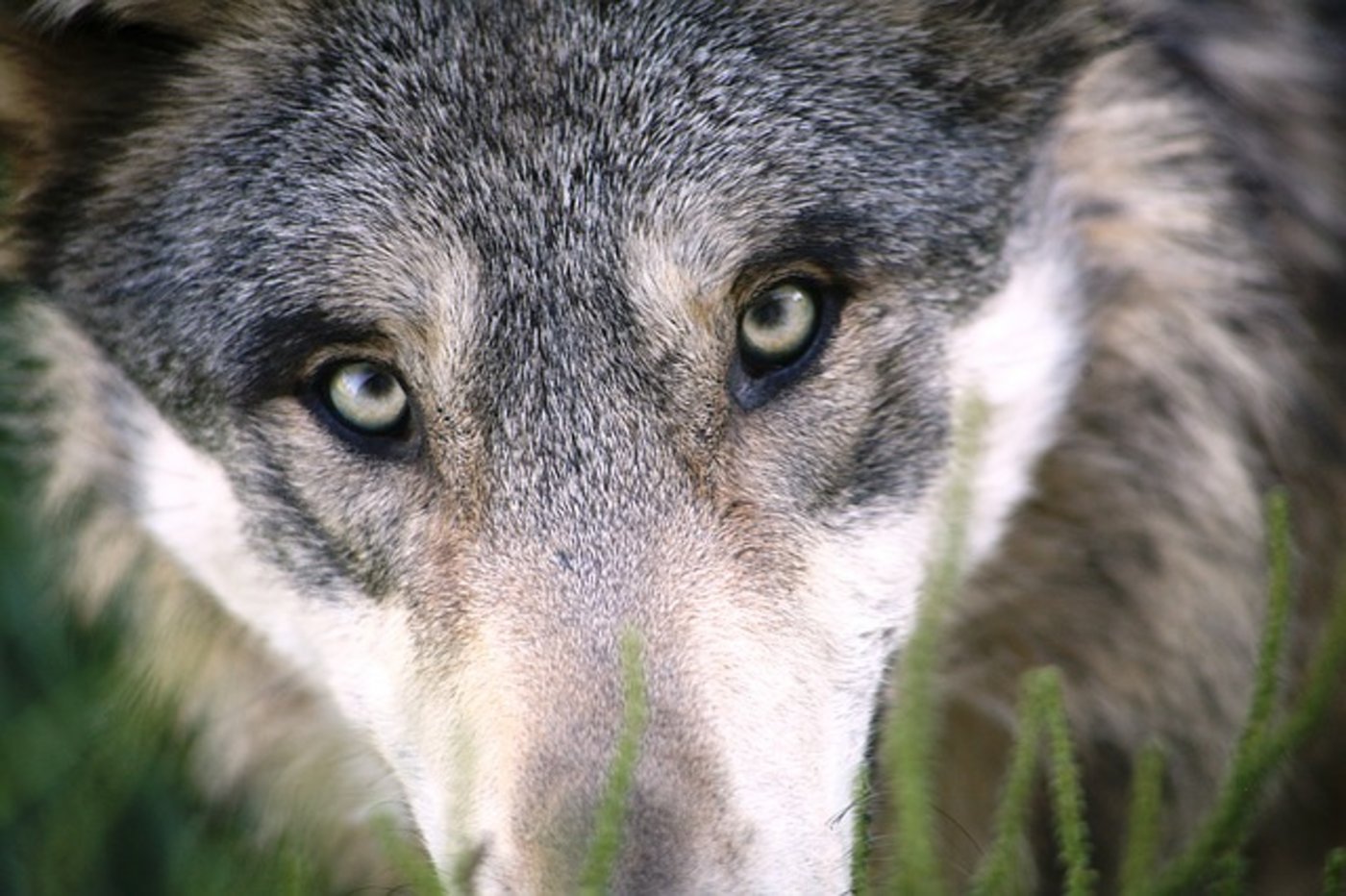 Der erhöhte Druck habe ein grösseres Misstrauen der Tiere zur Folge, weshalb sie sich mehr verteilen und häufiger umsiedeln würden, heisst es bei den Grünen. (Symbolbild Pixabay)