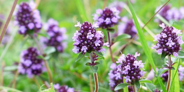 Thymian kann gegen Schuppen helfen. (Bild Pixabay)