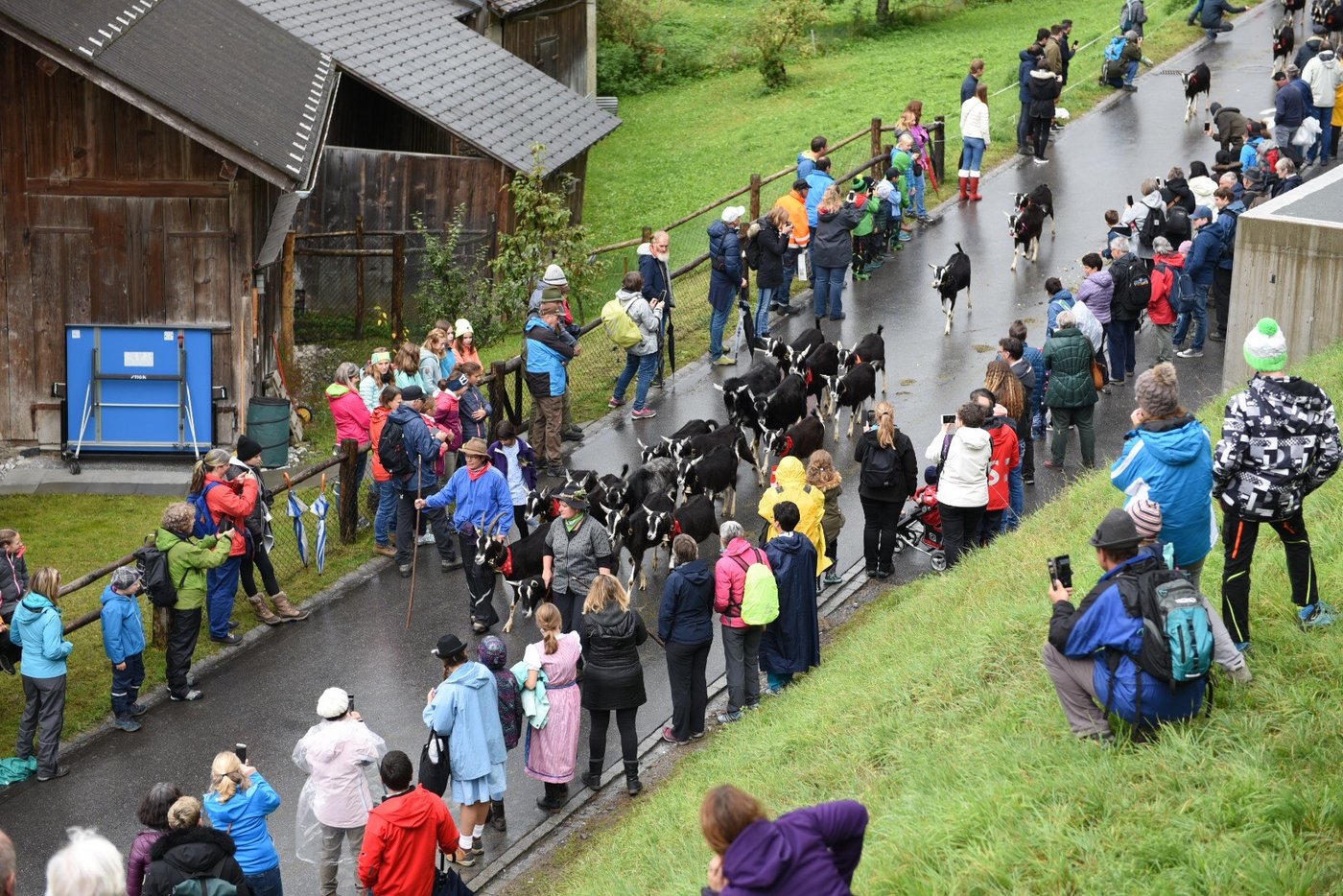 Nicht ganz wie gewohnt, aber auf jeden Fall mit vielen Tieren, wird sich das Prättigauer Alp Spektakel im Jahr 2021 präsentieren. (Bild Alp Spektakel)