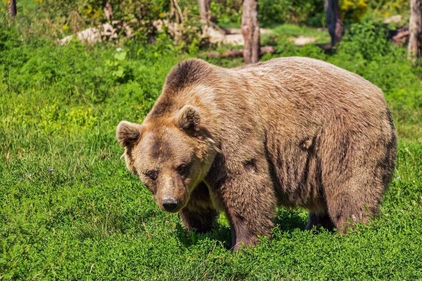 Der Bär attackierte in der Nähe von Terlago einen Mann und seinen Hund. (Symbolbild Pixabay)