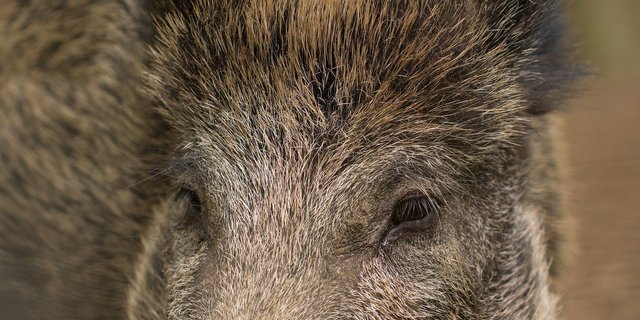 Die Ausbreitung der ASP in Wildschweinbeständen zu stoppen, ist schwieriger als bei Hausschweinen. (Bild Pixabay)