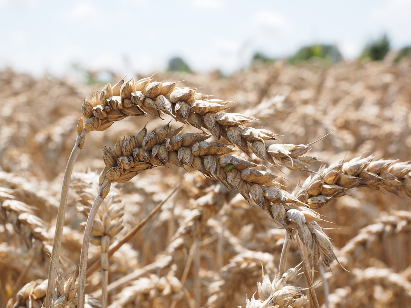 Teile der Brotgetreideernte 2017 müssen deklassiert werden. (Bild Pixabay)