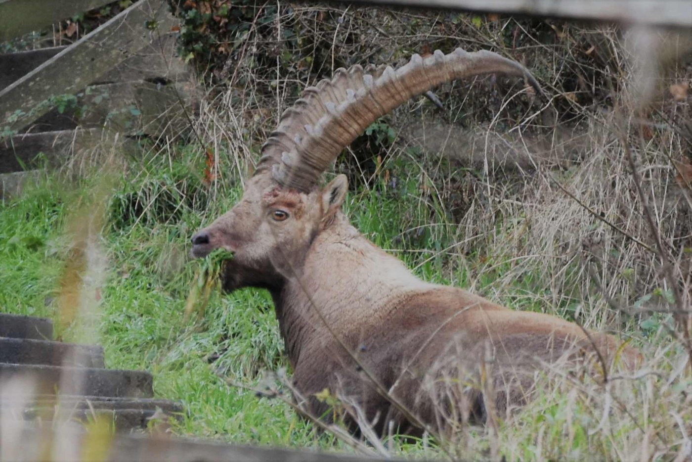 Der Steinbock hält sich bereits mehrere Tage im Unterland auf. (Bilder Kapo SG)