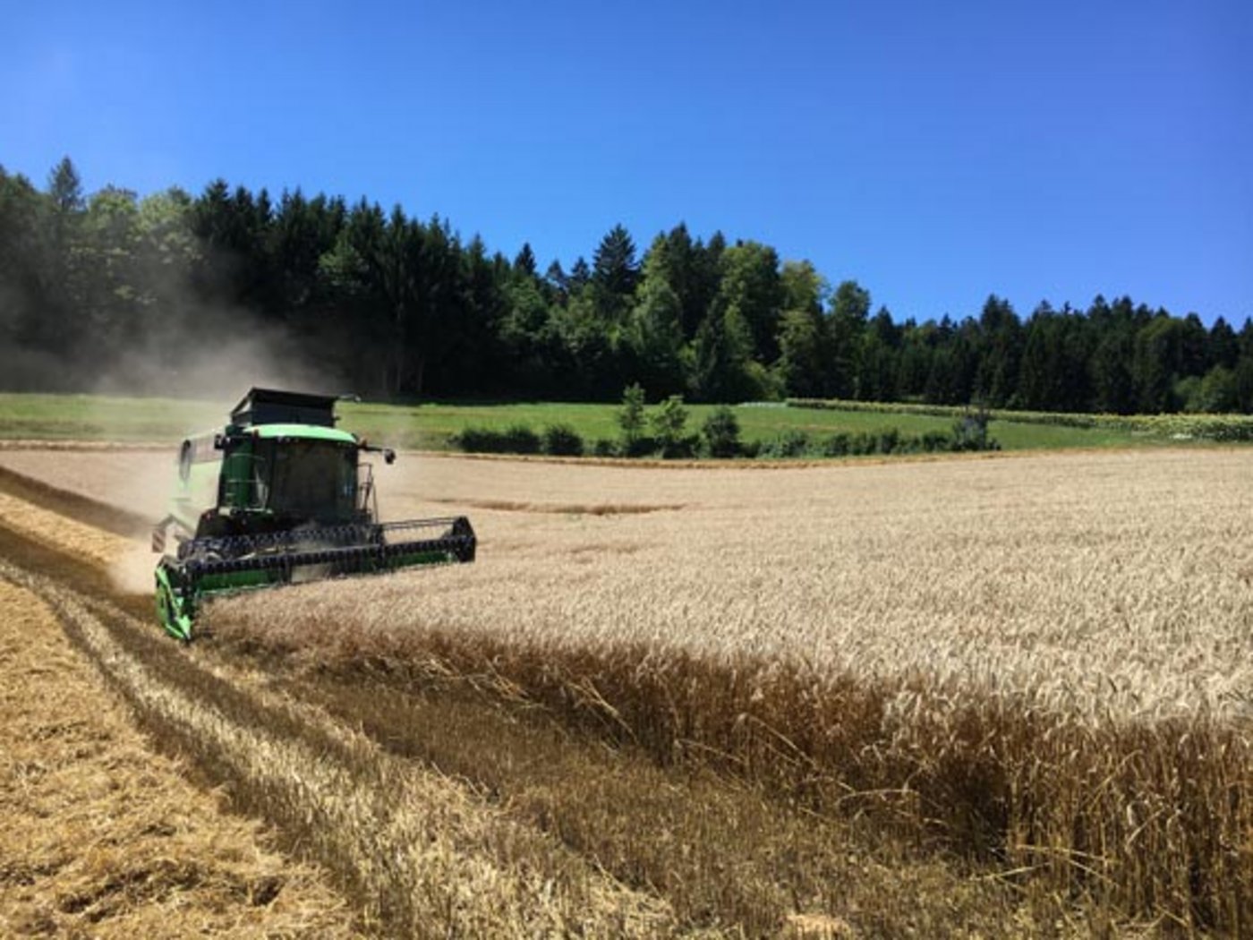 Der Deutsche Bauernverband rechnet heuer mit einer weit unterdurchschnittlichen Getreide-Ernte. (Bild Dominik Binder/landwirtschaft.ch)
