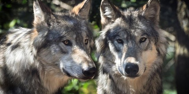 Wölfe gehen anders um mit Streit als Hunde. (Bild Pixabay)