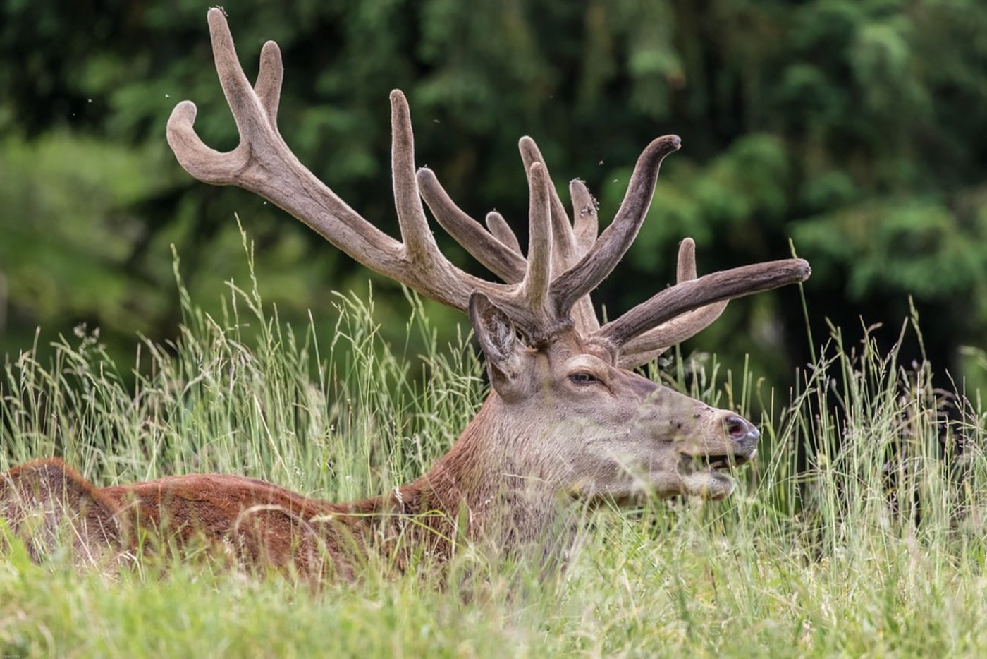 Im Kanton Graubünden gibt es zu viele Hirsche. (Symbolbild Pixabay)