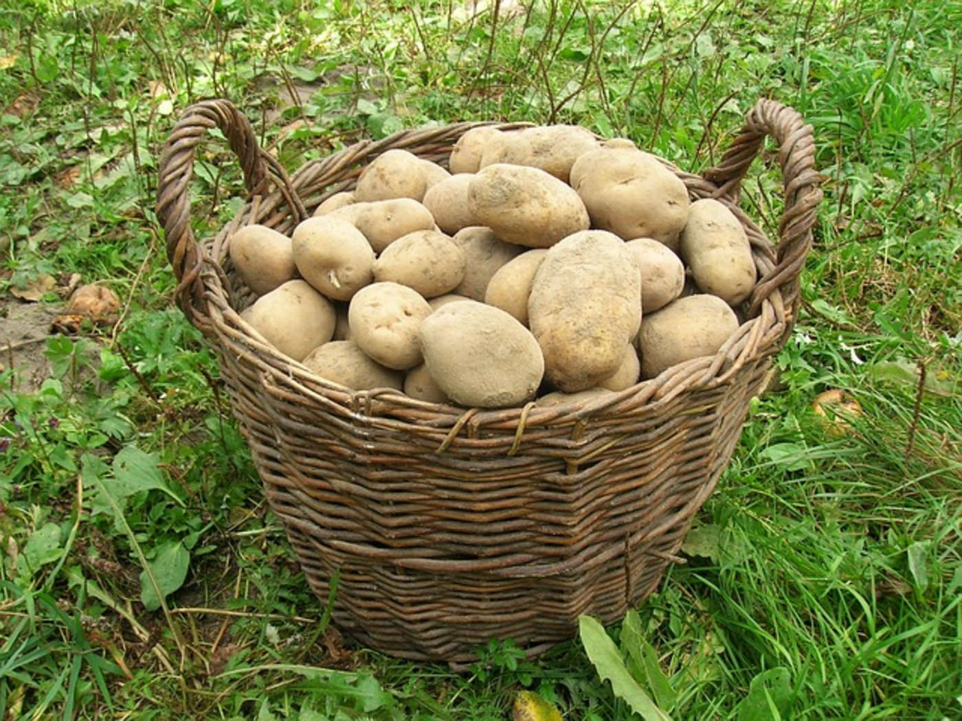 Die Speisekartoffelproduktion in Schweden ist auf den niedrigsten Wert der letzten Dekade gefallen. (Bild pixabay)