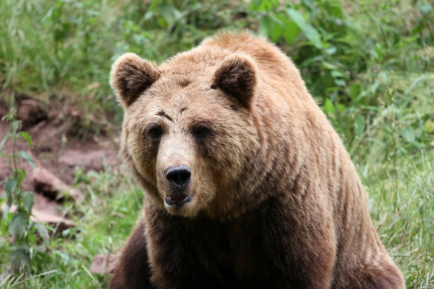 Nach der Attacke sei das Leben des 19-jährigen Tierpflegers nicht mehr zu retten gewesen. (Symbolbild Pixabay)
