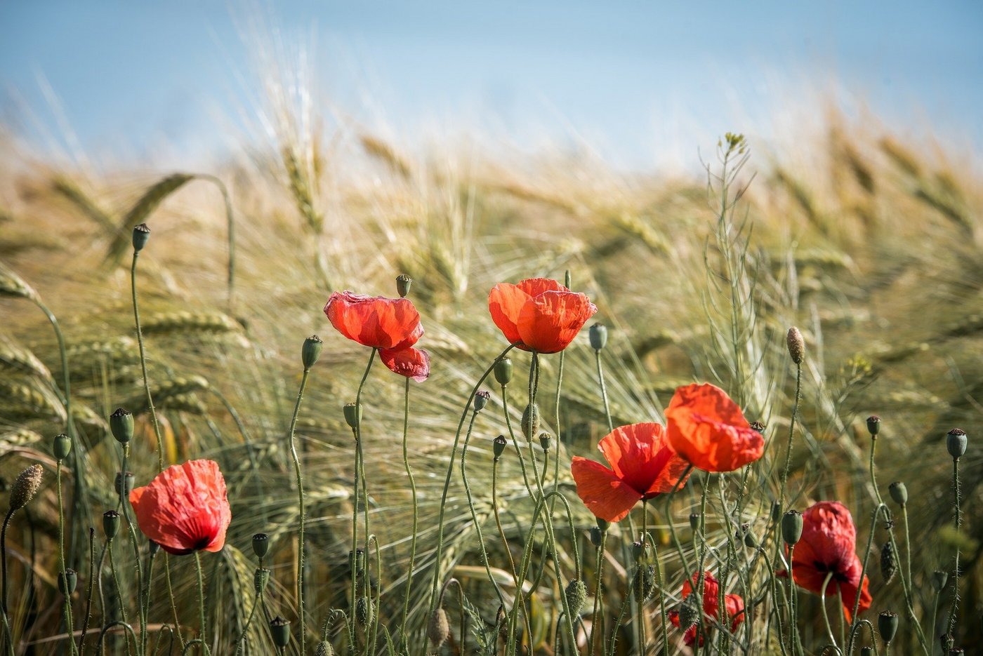 Auf Schweizer Äckern sollen auch in Zukunft keine gentechnisch veränderten Pflanzen angebaut werden dürfen. Es gebe noch zu viele offene Fragen, so ein Argument für die Verlängerung des Moratoriums. (Bild geraldfriedrich2 / Pixabay)