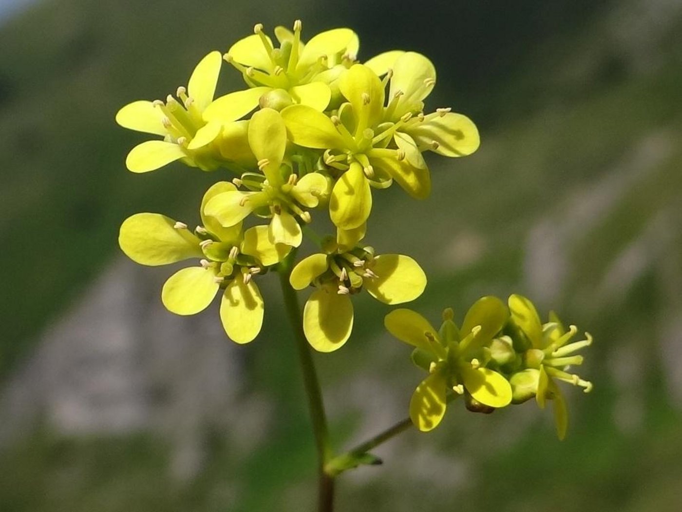 Krabbenspinnen können durchaus nützlich sein für die Pflanzen, da sie  diverse der Pflanze schadende Insekten und Raupen vertilgen. (Bild Jerzy Opiola) 