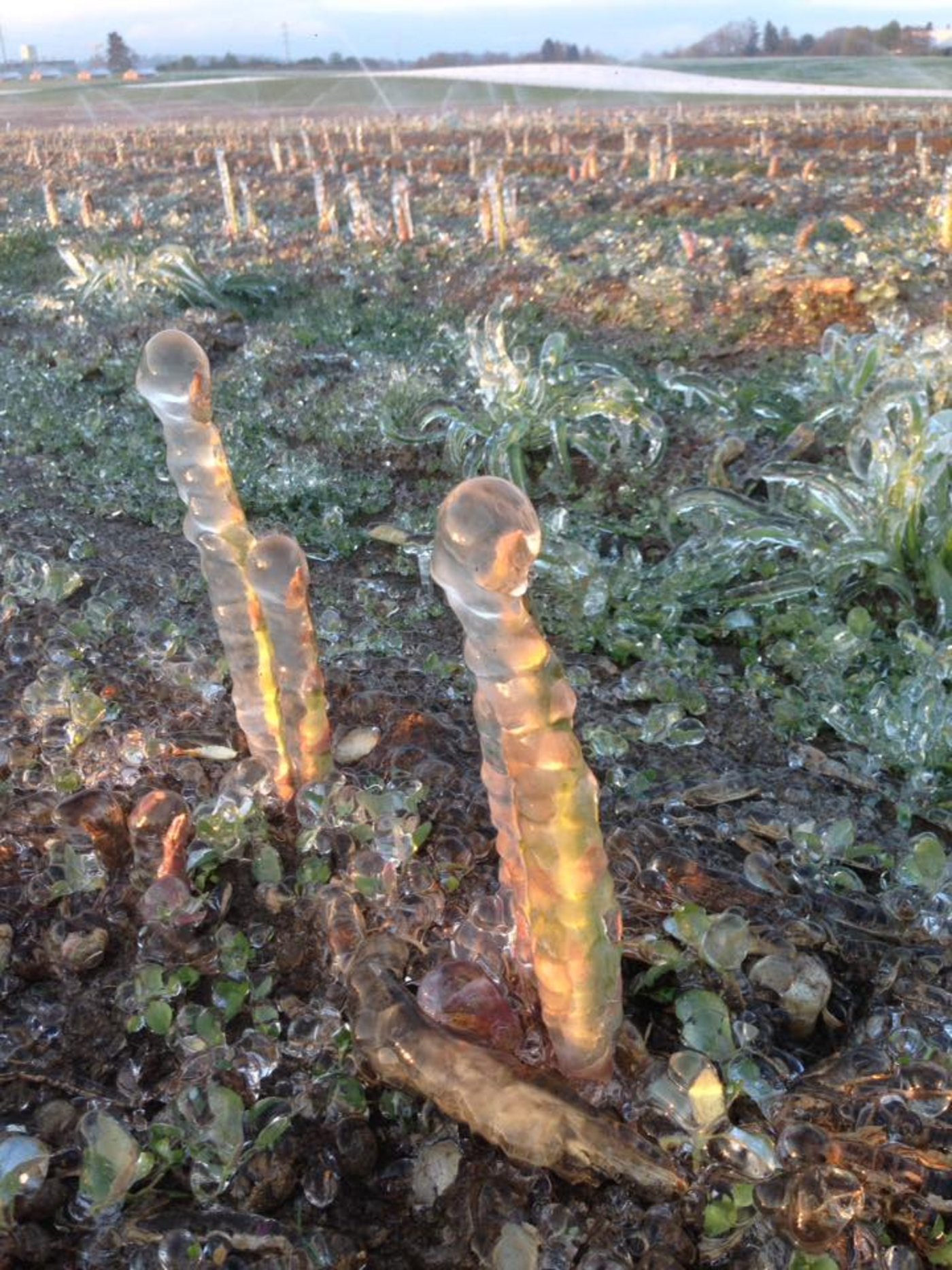 Iglueffekt: Die dicke Eisschicht schützt die Spargeln vor der Kälte und hält die gespeicherte Wärme in der Pflanze. (Bild Werro's Biohof)