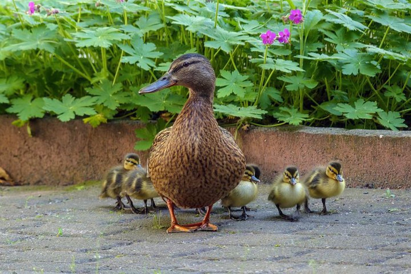 Eine Entenfamilie legte den Verkehr auf der Autobahn bei Dortmund (D) lahm. (Symbolbild Pixabay)