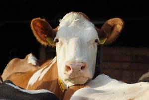 BVD: So erkennen Sie Symptome Eine akute Infektion mit BVD verläuft meist ohne oder nur mit milden Symptomen, kann aber bei trächtigen Rindern zu verschiedenen Komplikationen führen. (Bild BauZ)