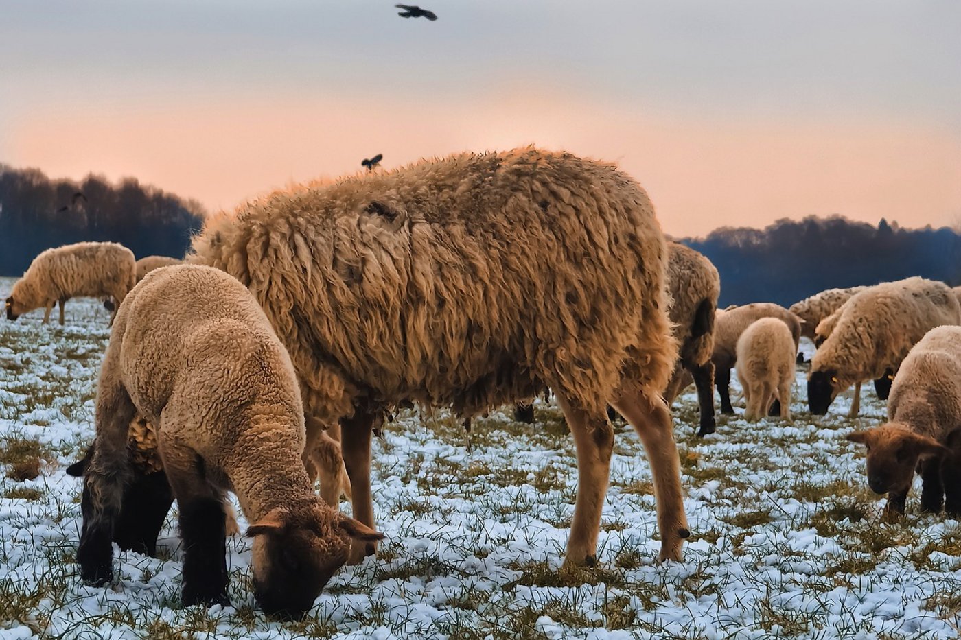 Zwei Schafe wurden durch Bisse an den Beinen verletzt. (Symbolbild Pixabay)