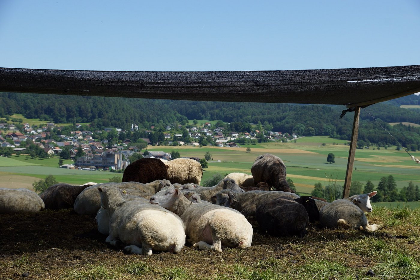 Sommerhitze und Weidehaltung: Diese Schafe schätzen offensichtlich den Schatten. (Archivbild BauZ)
