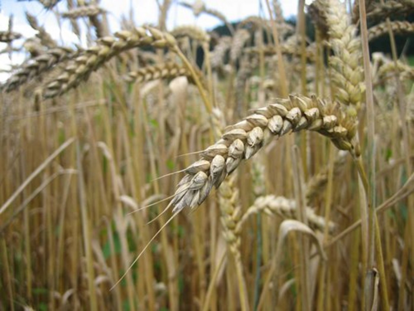 Auf 9,6 Millionen Hektaren wird in der EU biologisch angebaut. (Bild: Helene Soltermann)