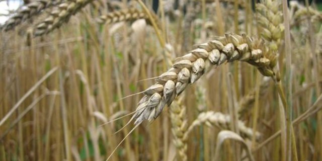Auf 9,6 Millionen Hektaren wird in der EU biologisch angebaut. (Bild: Helene Soltermann)