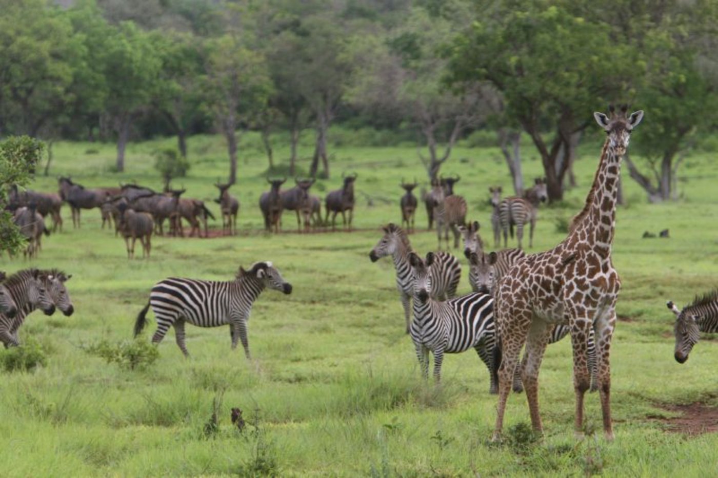 Wildtiere im Selous-Reservat in Tansania. (Bild Murky1)