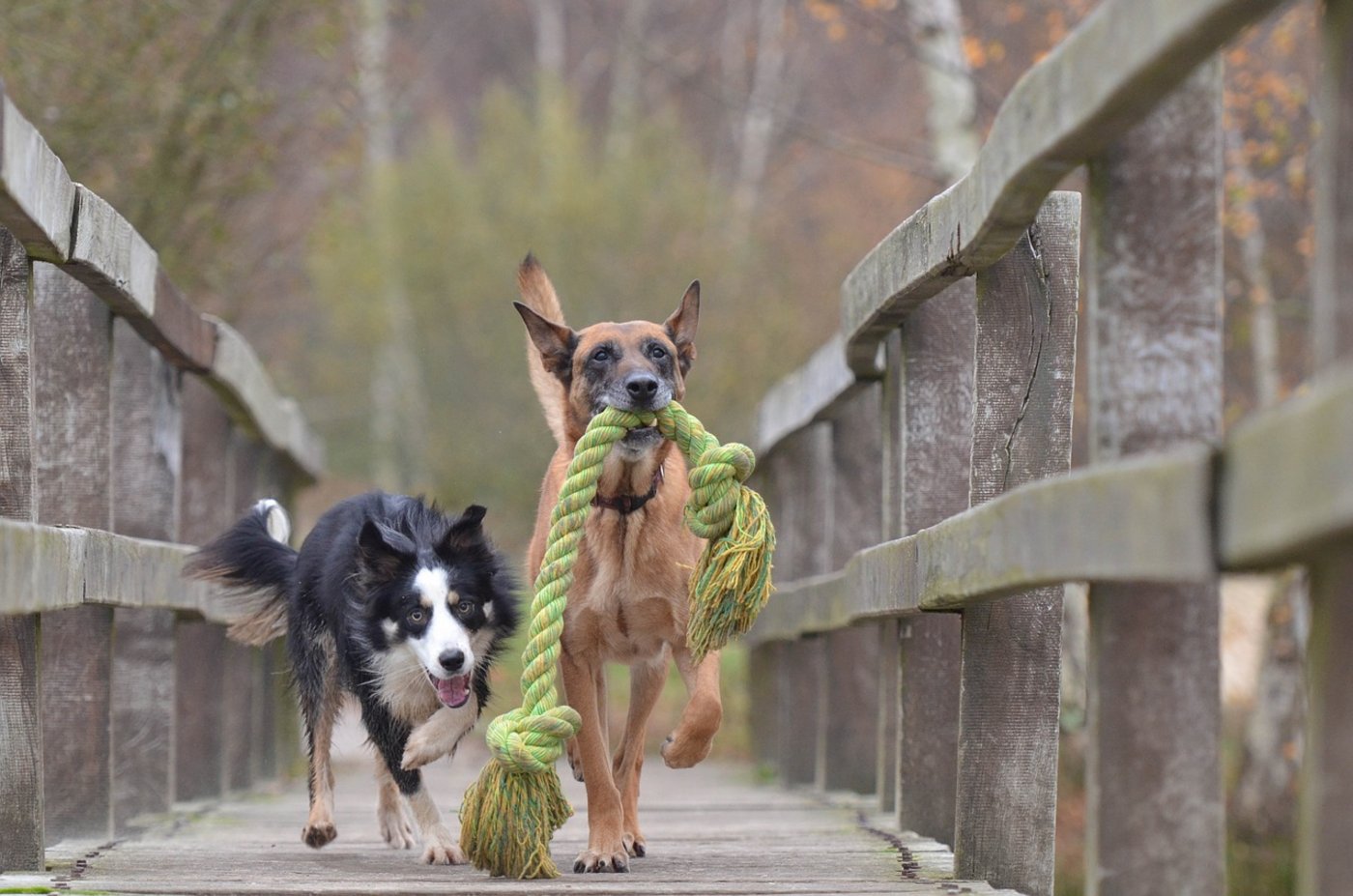 Hat der Hund keine Freude am neuen Spielzeug, kann man es online für einen guten Zweck spenden. (Bild Pixabay)