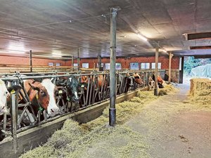 ist ein Keim, der auch von gesunden Kühen in der Gülle ausgeschieden wird.Er überlebt quasi überall im Stall. Das macht ihn auch so erfolgreich. ist ein Keim, der auch von gesunden Kühen in der Gülle ausgeschieden wird.Er überlebt quasi überall im Stall. Das macht ihn auch so erfolgreich.
