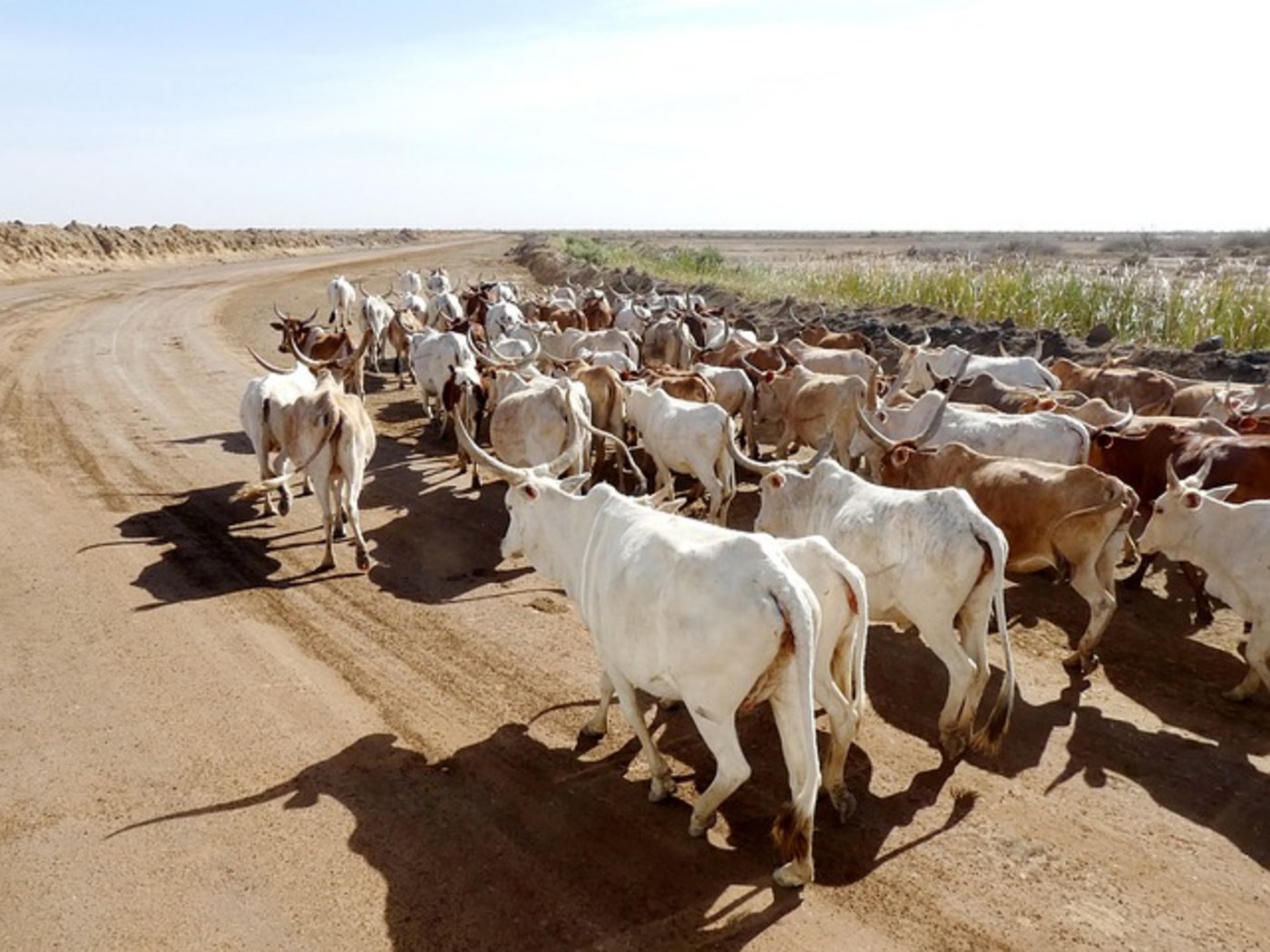 Im Sudan haben Rinder einen hohen Stellenwert. Ein Streit um diese Tiere eskalierte und forderte 18 Todesopfer.  