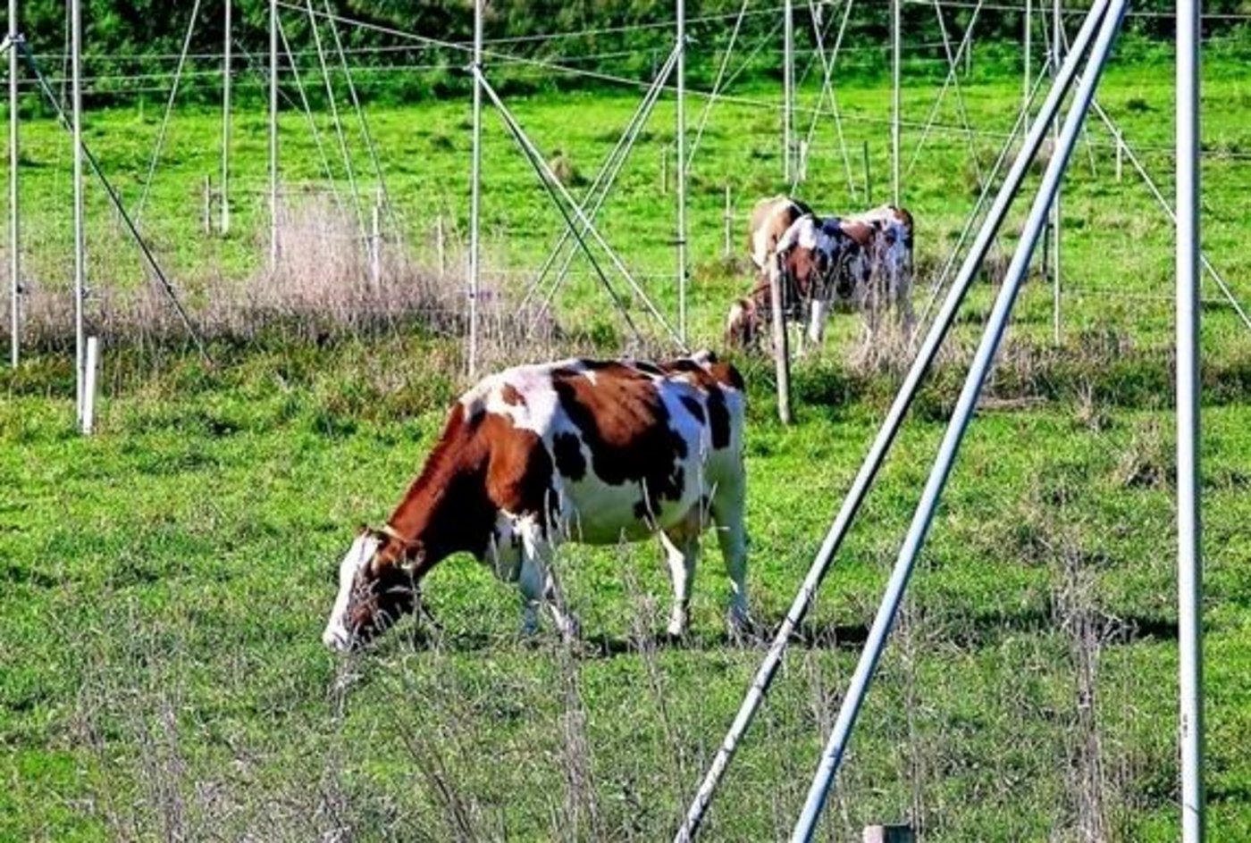 Die Zersiedelungsinitiative verbietet neue Einzonungen, sofern nicht eine andere unversiegelte Fläche von mindestens gleicher Grösse und vergleichbarem potenziellem landwirtschaftlichem Ertragswert ausgezont wird. (Bild SBV)