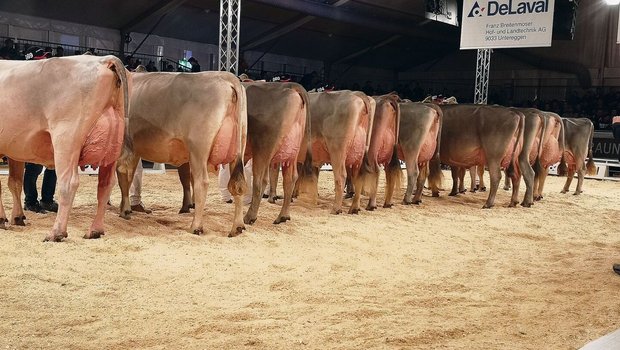 Das Line-up der Senior-Schöneuter an der IGBS-Show in St. Gallen.