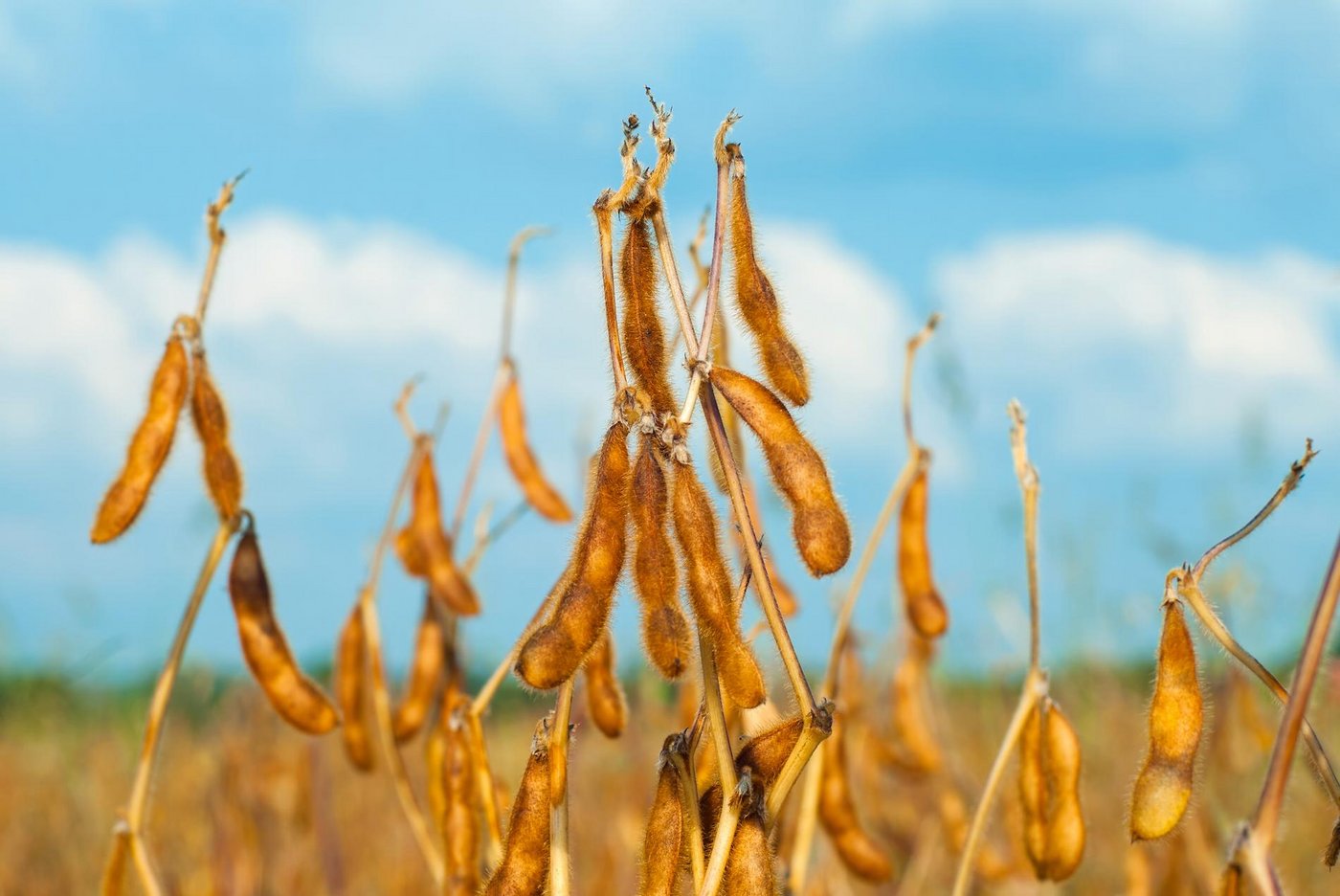 Die Nachfrage nach Bio-Speisesoja sei steigend. Bei Futtersoja sei eine Steigerung des Produzentenpreises nötig, um den Anbau auszubauen.  (Bild SBV)
