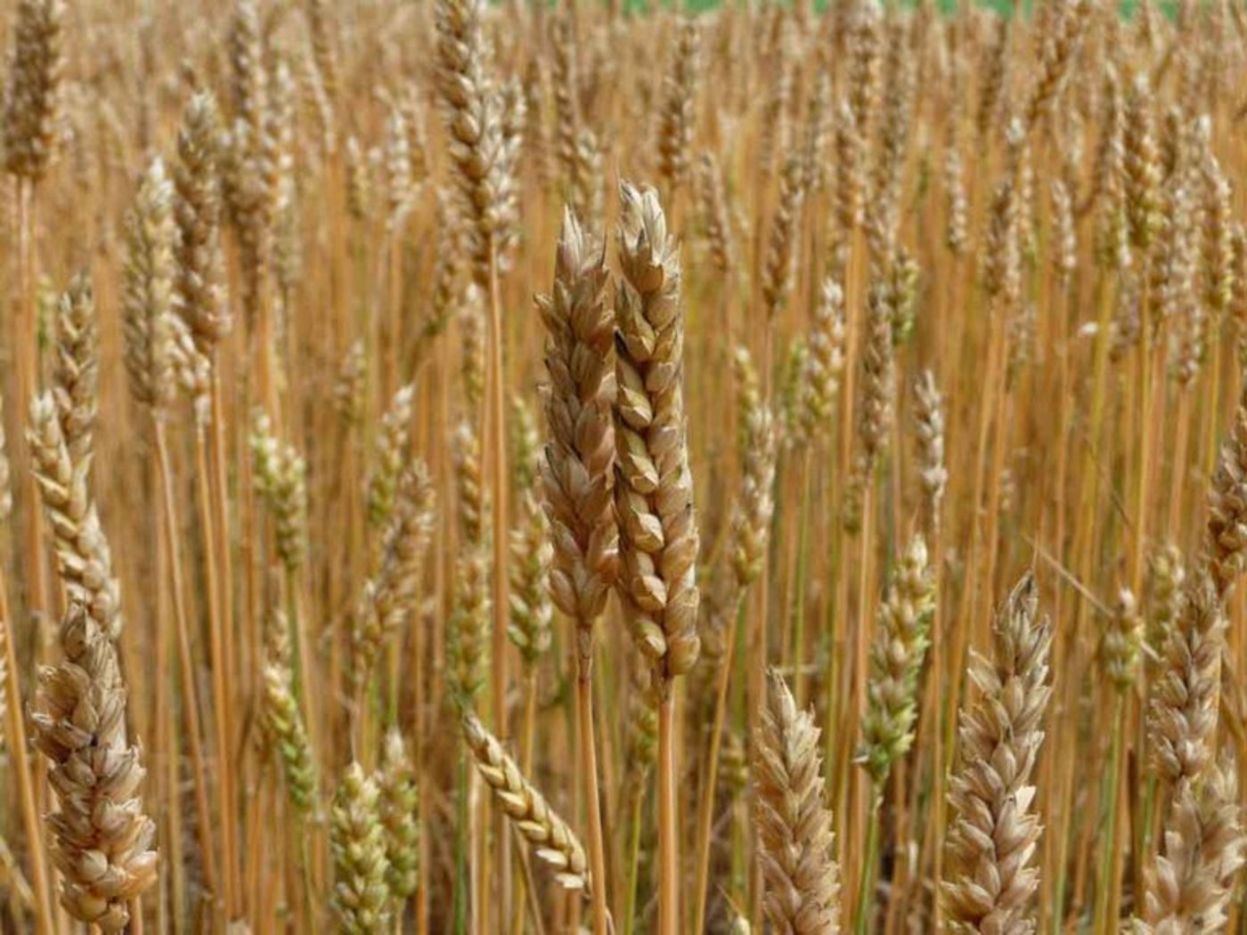 (Symbolbild Lydia Frey/landwirtschaft.ch) 