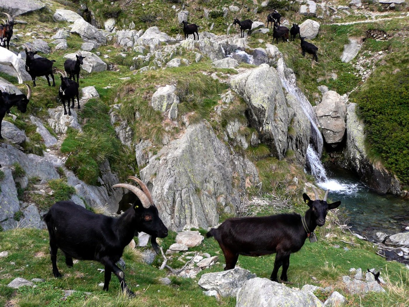 Ziegenherde im Tessin. (Symbolbild Pixabay)